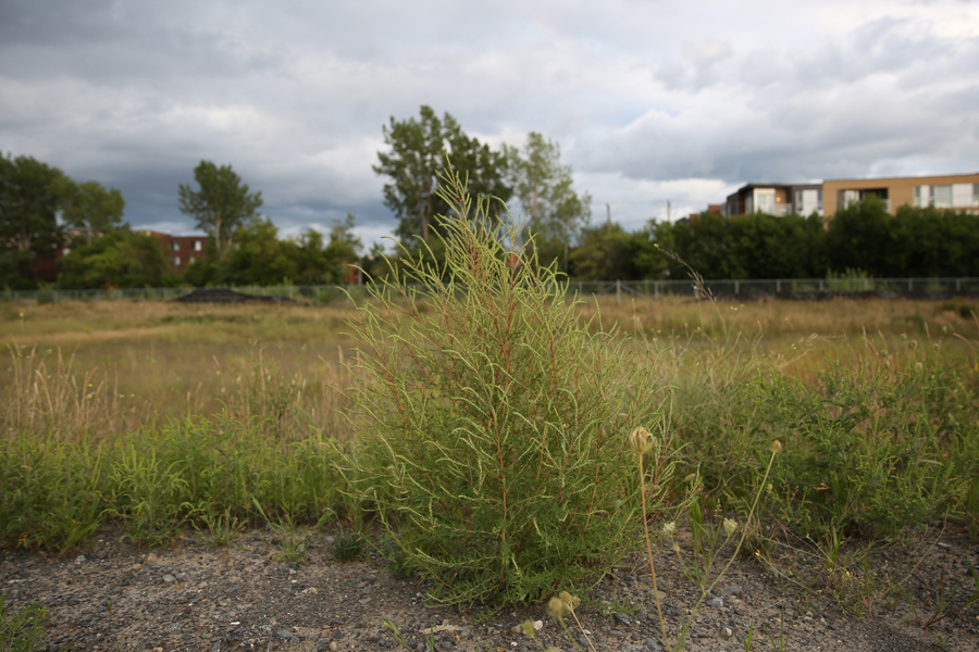 10 Outremont Wasteland - Capture photo 1 - Sounding the City 001 - Montréal 2015-2016